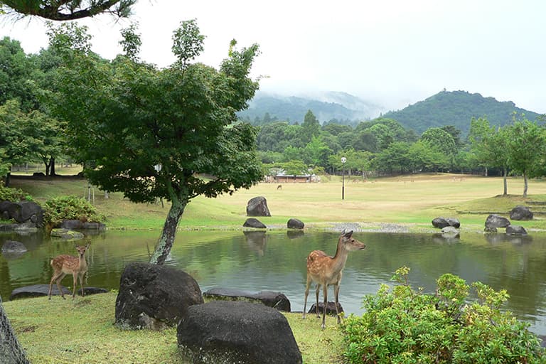 奈良公園